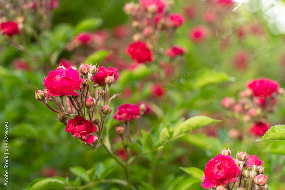 Climbing rose, small inflorescences, the period of the beginning of flowering, bright pink Climbing rose, small inflorescences, the period of the beginning of flowering, bright pink