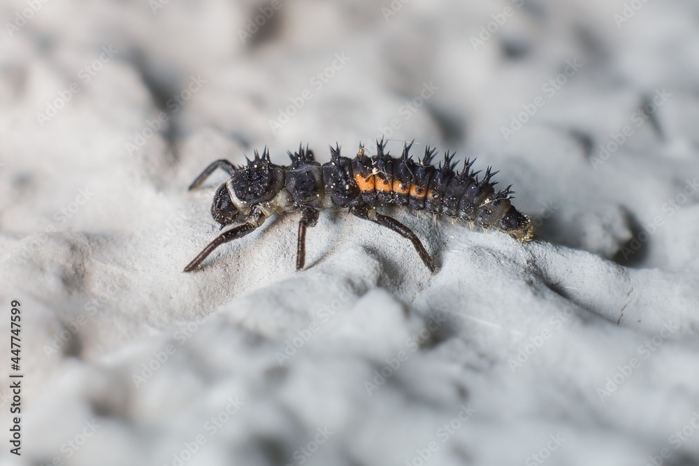 Larva Eastern ladybug on the wall Larva Eastern ladybug on the wall