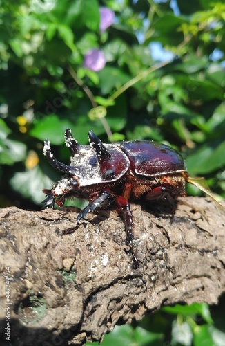 stag beetle on the tree