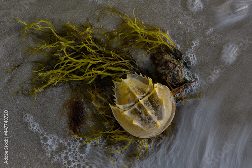 View of an Atlantic horseshoe crab (Limulus Polyphemus) along Indian River Lagoon shoreline, Sebastian, Florida, United States. photo