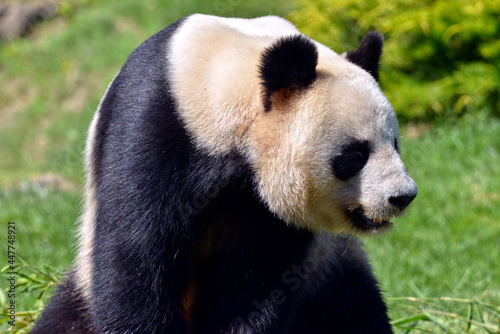 Closeup giant panda (Ailuropoda melanoleuca) seen from profile  © Christian Musat