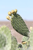 Nahaufnahme Kaktus 