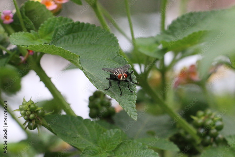 Fly Collecting Food From Flowers Fly Collecting Food From Flowers