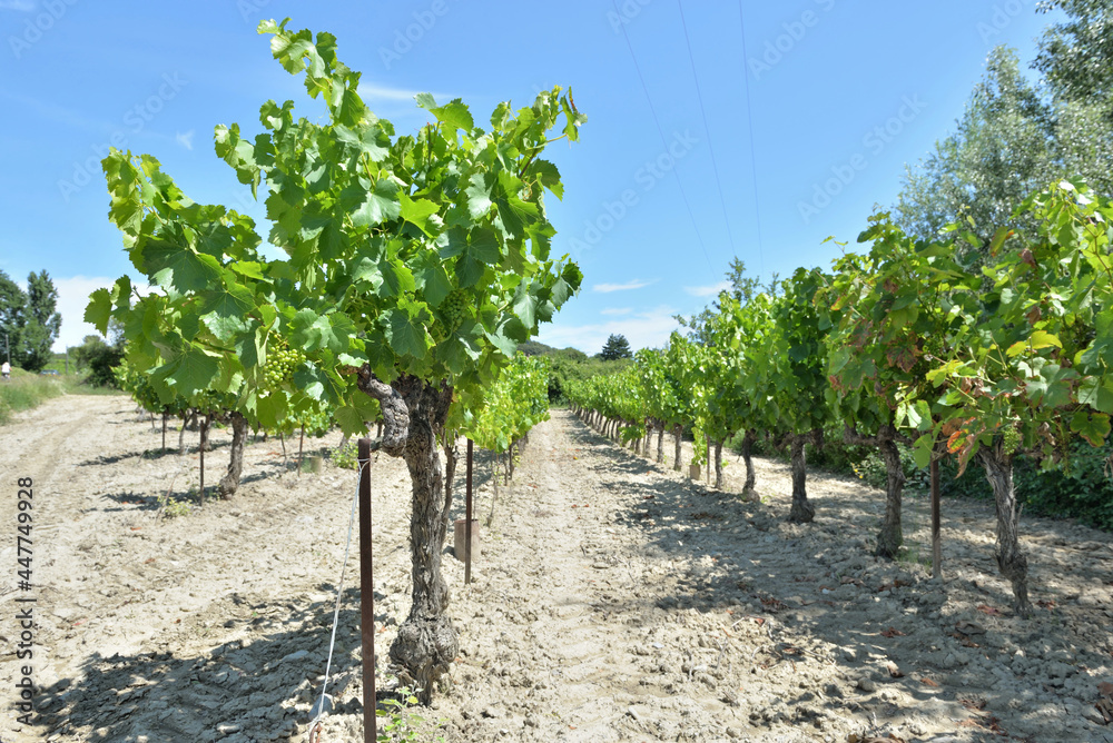 field of grape vine in summer with green foliage and grape growing under blue sky