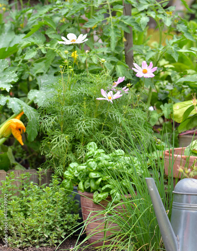 aromatic plant and basil potted in a vegetable  garden