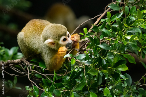 Common Squirrel Monkey biting tree branch © phichak
