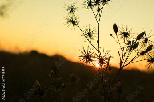 sunset in the field