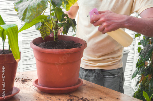 Man sprays water on a newly transplanted plant. Home gardening concept