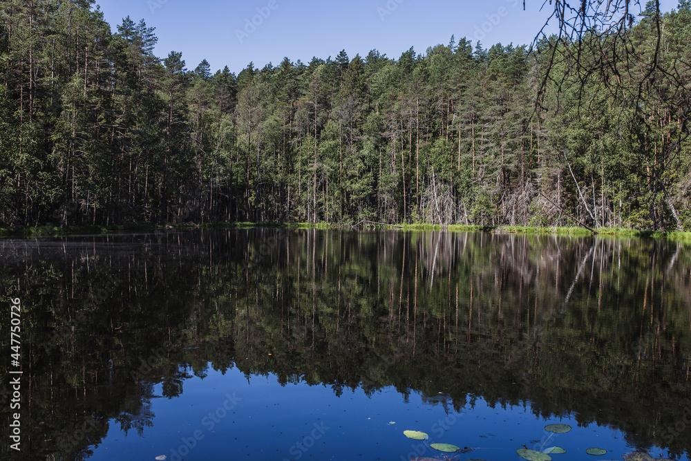 The forest is reflected in the calm water of the lake - beautiful nature