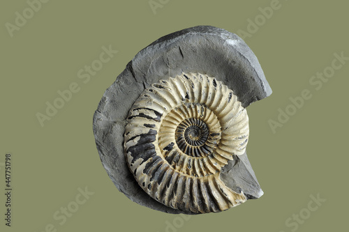 Ammonite