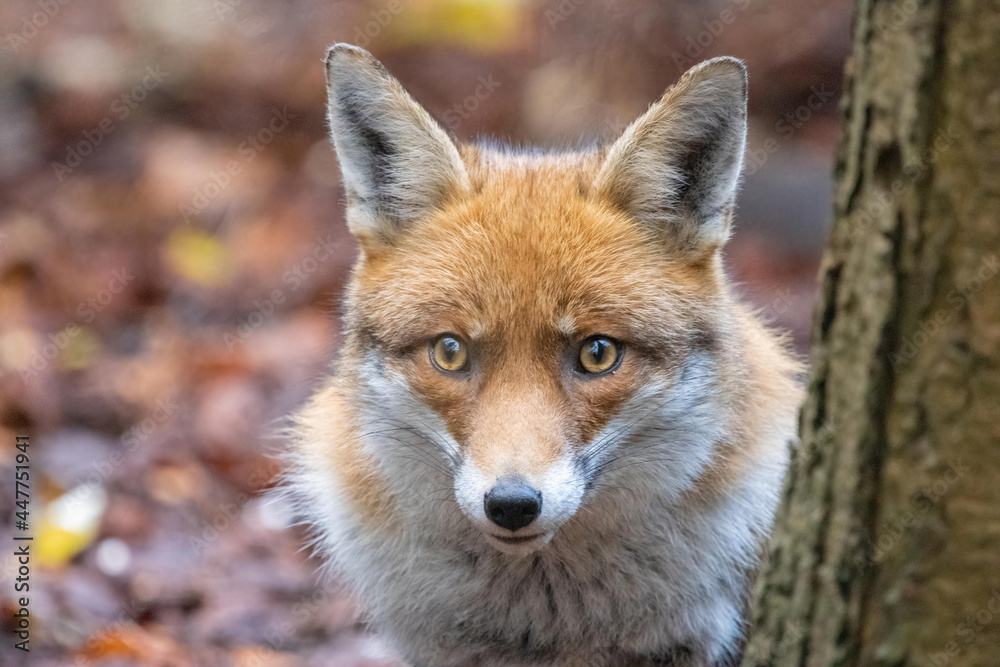 Male Fox Male Fox