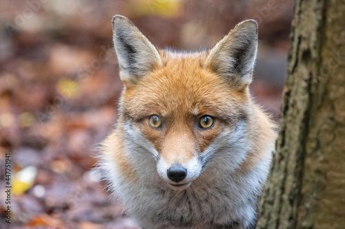 Male Fox © Lee