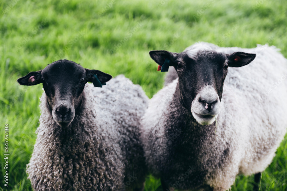 Fototapeta premium sheep and lamb