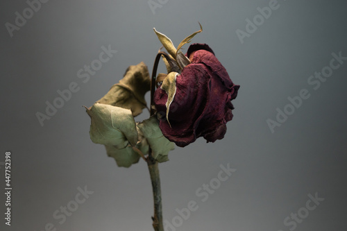 Fototapeta Naklejka Na Ścianę i Meble -  Roses withered on gray background.