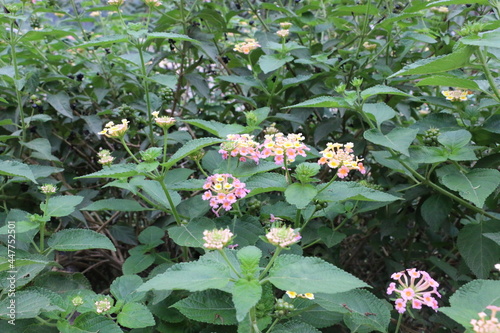 Fly Collecting Food From Flowers  photo