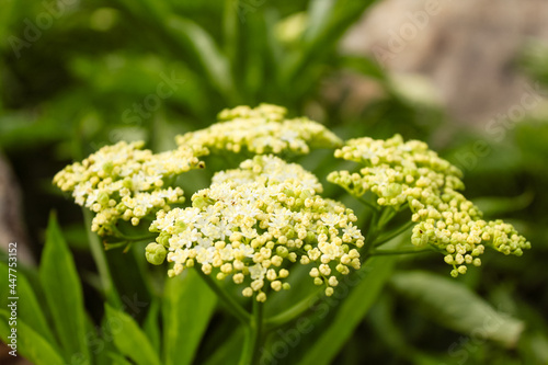 Natural Beautiful Flower Closeup