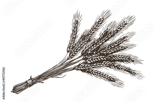 Bunch of wheat ears in vintage engraving style. Bread concept sketch vector illustration