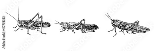 Moroccan locust (Dociostaurus maroccanus), Desert locust (Schistocerca gregaria), Migratory locust (Locusta migratoria) sitting side view,  gravure style ink drawing illustration isolated on white