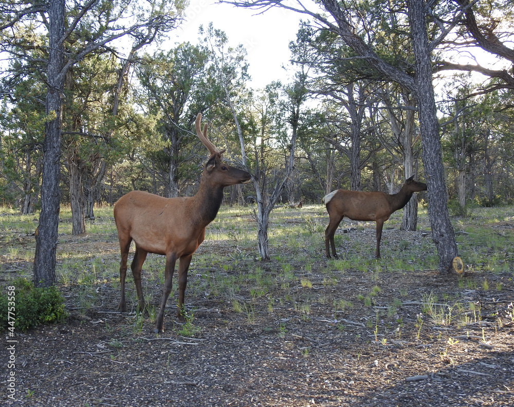 Elk enjoying a beautiful day in the forest, on the South Rim of the Grand Canyon, Arizona.