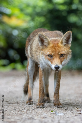 Female Fox © Lee