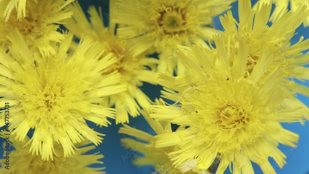 Several flowers of a field daisy with small fast midges on the petals. Timelapse of moving budding buds and insects on a blue background. Close-up view from above Several flowers of a field daisy with small fast midges on the petals. Timelapse of moving budding buds and insects on a blue background. Close-up view from above