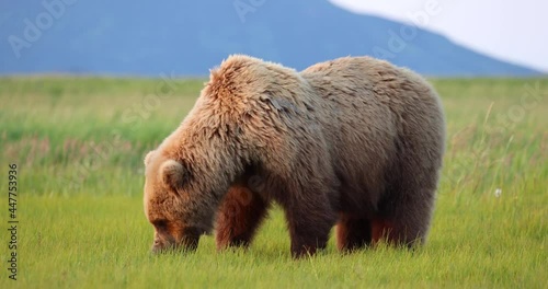 A brown bear grazes on grass in Katmai, Alaska.
