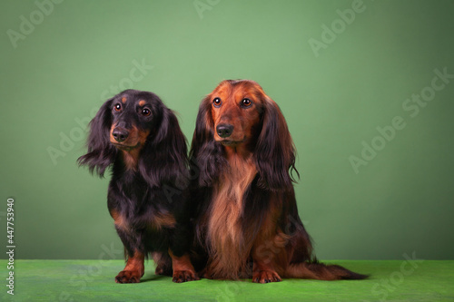 Obraz na płótnie Miniature dachshunds