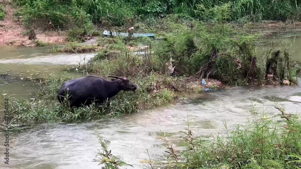 Buffalo in NGAO, LAMPANG city, THAILAND. Buffaloes eat in the grasslands by the river after heavy rain in the evening.