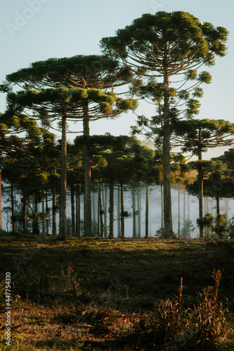 Floresta Capão de Pinheiro Araucária Paraná brasil 