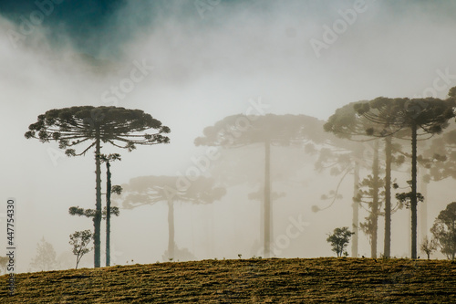 Floresta Capão de Pinheiro Araucária Paraná brasil 