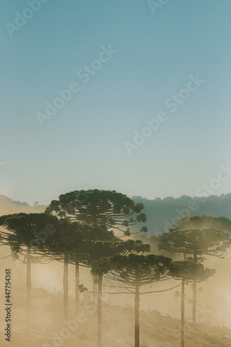 Floresta Capão de Pinheiro Araucária Paraná brasil 