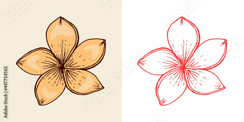 Flowering plants. Tropical or exotic leaves and leaf. Strelitzia, Hibiscus, Plumeria. Vintage fern. Engraved flowers. Hand drawn. Botanical background. Summer herb