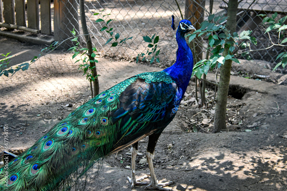 Obraz premium colorful blue peacock with green feathers 