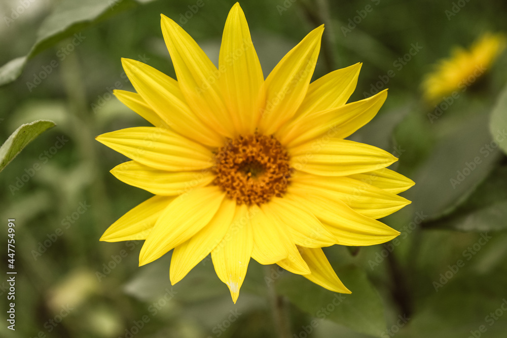 Natural Beautiful Flower Closeup Natural Beautiful Flower Closeup