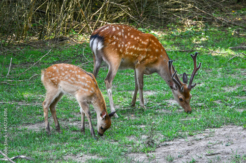 free-range brown-haired spotted deer 
