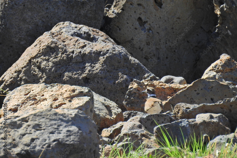 A killdeer perched on volcanic rocks on the Mogollon Rim, in the Coconino National Forest, Arizona. A killdeer perched on volcanic rocks on the Mogollon Rim, in the Coconino National Forest, Arizona.