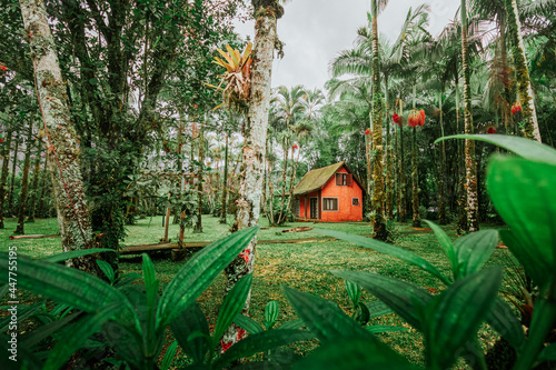 Chalé ou cabana em meio a mata atlântica com árvore pau-brasil e palmeiras photo