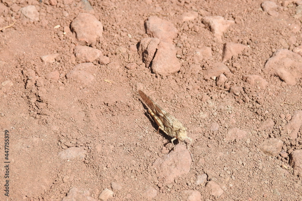 A Carolina grasshopper, locust sitting still on the ground, camouflaged with its surroundings, Mogollon Rim, Coconino National Forest, Arizona A Carolina grasshopper, locust sitting still on the ground, camouflaged with its surroundings, Mogollon Rim, Coconino National Forest, Arizona