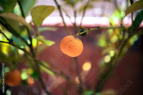 Naranja