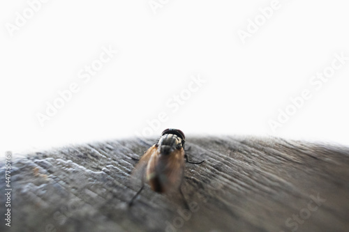 Mosca