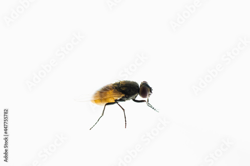 Mosca