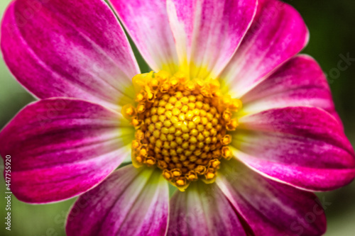 Natural Beautiful Flower Closeup