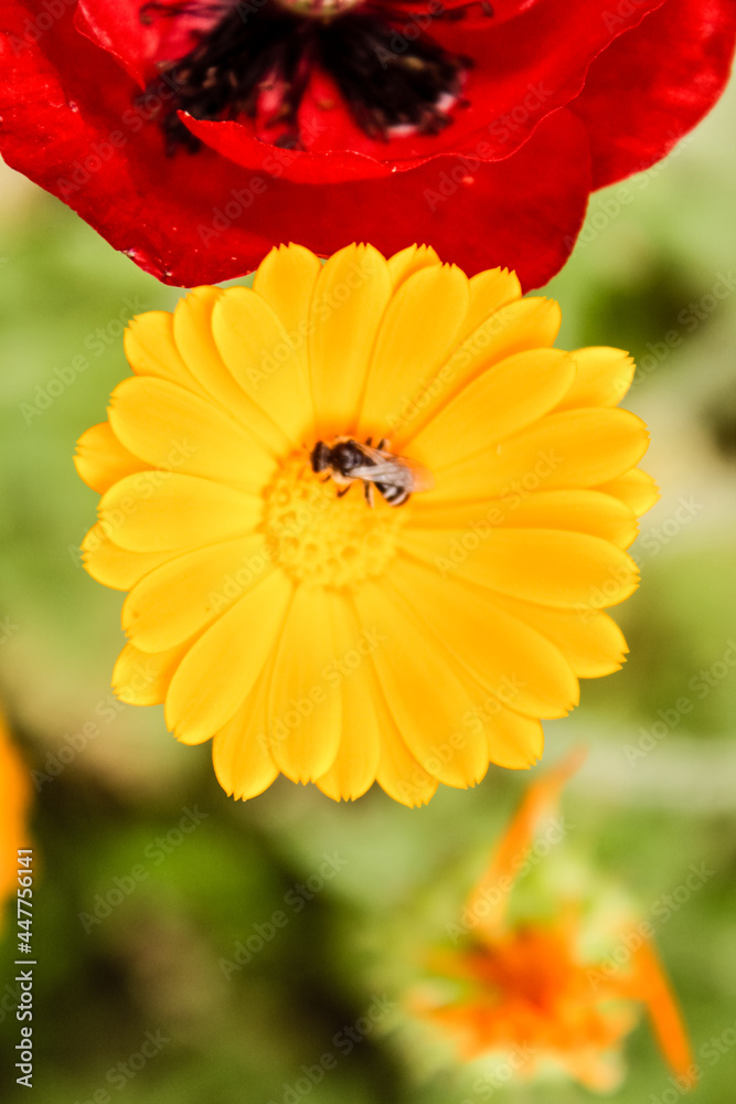 Natural Beautiful Flower Closeup Natural Beautiful Flower Closeup