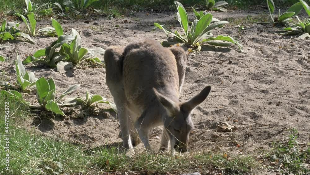 Kangaroo sniffing searching for something Kangaroo sniffing searching for something