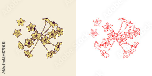 Hoya. Flowering plants. Tropical or exotic leaves and leaf. Vintage fern. Engraved flowers. Hand drawn. Botanical background.