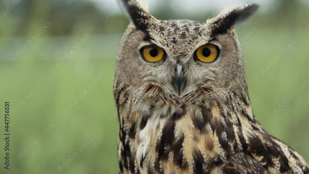 Eagle owl close up face and feathers - bird of prey in the wild portrait Eagle owl close up face and feathers - bird of prey in the wild portrait