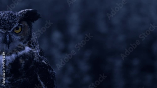 Great horned owl in the wind slow motion night time