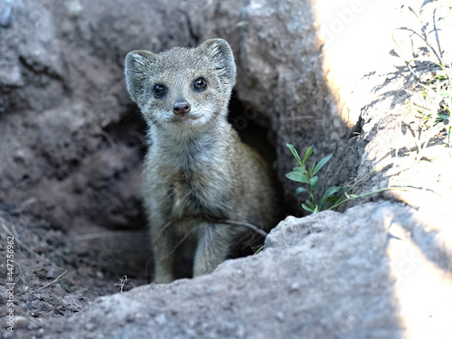 Yellow mongoose cynics  cynics penicillata  curiously peeking from the burrows 