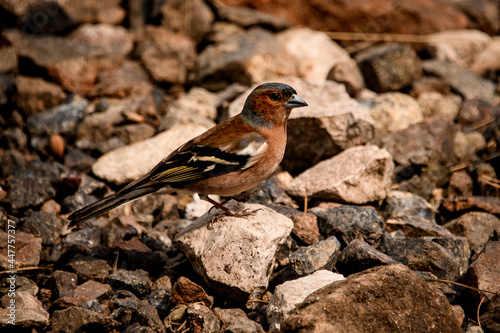 Great view of a male chaffinch Fringilla coelebs sitting on stony ground