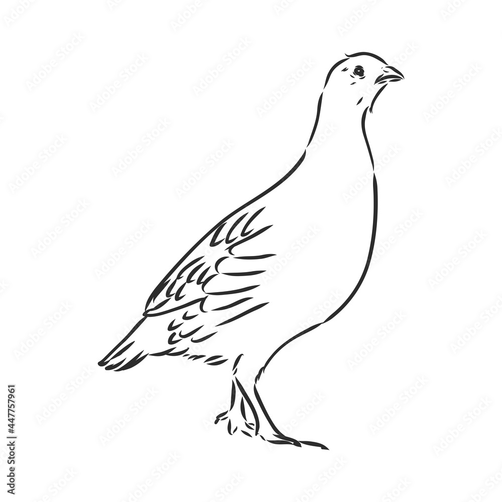 Obraz premium partridge, grouse sketch birds in the village, poultry